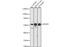 Western blot analysis of extracts of various cell lines, using S antibody (ABIN7270592) at 1:1000 dilution. (SAMD3 抗体  (AA 1-210))