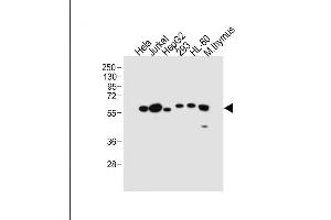 All lanes : Anti-PDCD4 Antibody (Center) at 1:2000 dilution Lane 1: Hela whole cell lysate Lane 2: Jurkat whole cell lysate Lane 3: HepG2 whole cell lysate Lane 4: 293 whole cell lysate Lane 5: HL-60 whole cell lysate Lane 6: Mouse thymus tissue lysate Lysates/proteins at 20 μg per lane. (PDCD4 抗体  (AA 121-149))