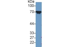 Western Blot; Sample: Rat Liver lysate; Primary Ab: 1µg/ml Rabbit Anti-Human HSPA8 Antibody Second Ab: 0. (Hsc70 抗体  (AA 534-615))