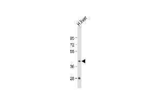 Anti-GNA15 Antibody (C-term) at 1:1000 dilution + human liver lysate Lysates/proteins at 20 μg per lane.