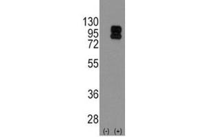 Western Blotting (WB) image for anti-CD19 Molecule (CD19) (AA 143-172) antibody (ABIN3030362)
