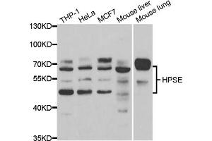Western blot analysis of extracts of various cell lines, using HPSE antibody (ABIN5973355) at 1/1000 dilution. (HPSE 抗体)