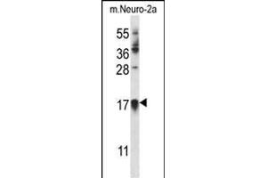 CDKN1A Antibody (C-term) (ABIN657391 and ABIN2846432) western blot analysis in mouse Neuro-2a cell line lysates (35 μg/lane). (p21 抗体  (C-Term))