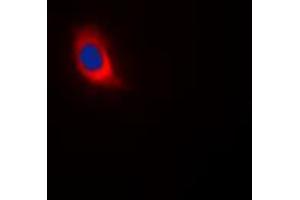 Immunofluorescence (IF) image for anti-Cytochrome C Oxidase Subunit IV Isoform 1 (COX4I1) (N-Term) antibody (ABIN7300548)