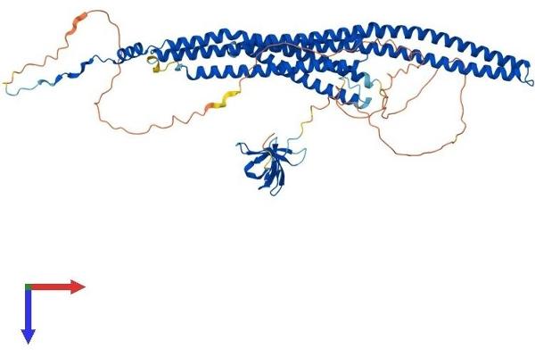 FNBP1 Protein (AA 1-616) (His tag)