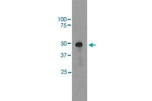 Western blot analysis of bovine retinal extracts using SAG monoclonal antibody, clone S128  at 1:5000 dilution. (SAG 抗体  (C-Term))