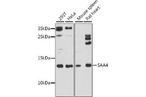 Western blot analysis of extracts of various cell lines, using S antibody (ABIN7270254) at 1:1000 dilution.