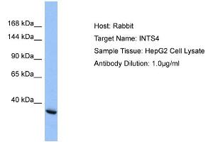 Host: Rabbit Target Name: INTS4 Sample Type: HepG2 Whole cell lysates Antibody Dilution: 1. (INTS4 抗体  (C-Term))