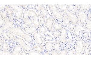 Detection of BMP7 in Bovine Kidney Tissue using Polyclonal Antibody to Bone Morphogenetic Protein 7 (BMP7) (BMP7 抗体  (AA 123-393))