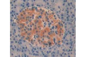 IHC-P analysis of pancreas tissue, with DAB staining. (AOAH 抗体  (AA 24-300))