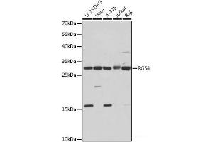 RGS4 抗体