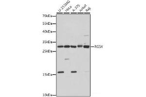 Western blot analysis of extracts of various cell lines using RGS4 Polyclonal Antibody at dilution of 1:1000. (RGS4 抗体)