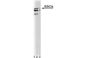 Western Blotting (WB) image for anti-Coilin (COIL) (AA 226-332) antibody (ABIN968730) (Coilin 抗体  (AA 226-332))