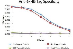 ELISA of Mouse anti-6xHIS Tag Antibody Antigen: HIS-tagged purified protein and E. (His Tag 抗体  (DyLight 405))