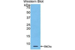 Western Blotting (WB) image for anti-Thymosin beta-4 (TMSB4X) (AA 1-44) antibody (ABIN1078566) (TMSB4X 抗体  (AA 1-44))