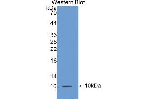 Detection of Recombinant MCP3, Mouse using Polyclonal Antibody to Monocyte Chemotactic Protein 3 (MCP3) (CCL7 抗体  (AA 28-97))