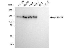 Western blotting analysis using p150 CAF1 antibody (ABIN7798059).