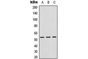 Western blot analysis of Cathepsin F expression in HEK293T (A), Raw264.