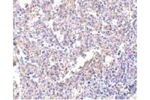 Immunohistochemistry (IHC) image for anti-Lymphocyte Antigen 96 (LY96) (AA 2-160) antibody (ABIN492534) (LY96 抗体  (AA 2-160))