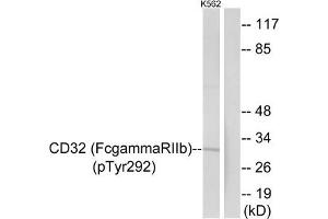 Western blot analysis of extracts from K562 cells treated with PMA using CD32 (Phospho-Tyr292) Antibody. (FCGR2B 抗体  (pTyr292))