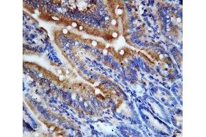 IHC-P: CX3CL1 antibody testing of rat intestine tissue (CX3CL1 抗体  (N-Term))