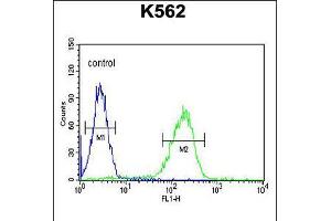 Flow cytometric analysis of K562 cells (right histogram) compared to a negative control cell (left histogram). (APOL6 抗体  (AA 126-155))