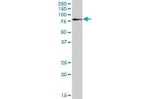 ZNF266 MaxPab polyclonal antibody. (ZNF266 抗体  (AA 1-263))
