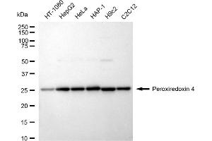 Western blotting analysis using Peroxiredoxin 4 antibody (ABIN7799779). (Recombinant Peroxiredoxin 4 抗体)
