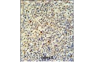 FLI-1 Antibody (N-term) (ABIN390410 and ABIN2840799) IHC analysis in formalin fixed and paraffin embedded human tonsil tissue followed by peroxidase conjugation of the secondary antibody and DAB staining. (FLI1 抗体  (N-Term))