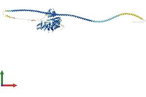 Protein Structure (PS) image for KIAA1524 (KIAA1524) (AA 1-905) protein (His tag) (ABIN7553438)