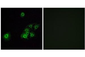 Immunofluorescence analysis of A549 cells, using OR4C15 antibody. (OR4C15 抗体  (C-Term))