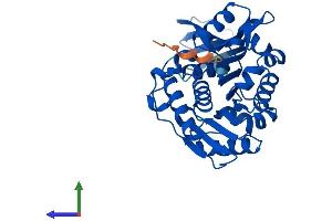 Protein Structure (PS) image for Ribokinase (RBKS) (AA 1-323) protein (His tag) (ABIN7559680)