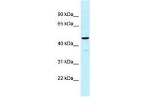 Image no. 1 for anti-Ubiquinol-Cytochrome C Reductase Core Protein I (UQCRC1) (AA 84-133) antibody (ABIN6747827)