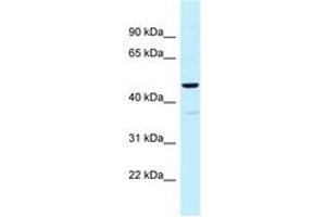 Image no. 1 for anti-Ubiquinol-Cytochrome C Reductase Core Protein I (UQCRC1) (AA 84-133) antibody (ABIN6747827) (UQCRC1 抗体  (AA 84-133))