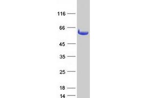 Validation with Western Blot (DDX19A Protein (Myc-DYKDDDDK Tag))