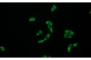 Immunofluorescence (IF) image for anti-Amphiregulin (AREG) (AA 20-100) antibody (ABIN7428263)