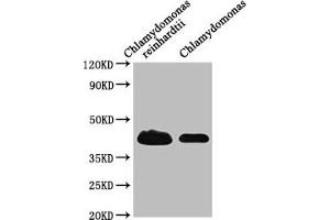 Western Blot Positive WB detected in: Chlamydomonas reinhardtii tissue, Chlamydomonas tissue All lanes: RB38 antibody at 1:1000 Secondary Goat polyclonal to rabbit IgG at 1/50000 dilution Predicted band size: 45 kDa Observed band size: 45 kDa (Chloroplast-Targeted RNA-Binding Protein (RB38) (AA 1-382) 抗体)