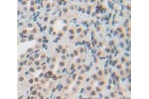 IHC-P analysis of Rat Tissue, with DAB staining. (NR1D2 抗体  (AA 249-578))