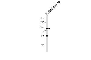 NRG3 Antibody (Center) (ABIN1537707 and ABIN2840659) western blot analysis in human blood plasma tissue lysates (35 μg/lane). (Neuregulin 3 抗体  (AA 305-336))