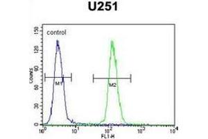 Flow cytometric analysis of U251 cells using IPCEF1 / PIP3-E Antibody (C-term) Cat. (ICEF1 抗体  (C-Term))