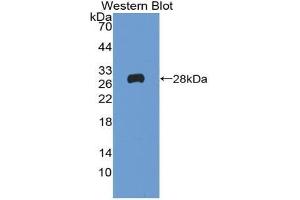 Western blot analysis of the recombinant protein. (Reelin 抗体  (AA 2398-2608))