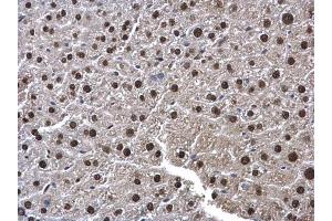 Immunohistochemistry (IHC) image for anti-Ubiquitin Fusion Degradation Protein 1 Homolog (UFD1L) (full length) antibody (ABIN2856688)