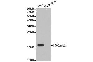 Western Blotting (WB) image for anti-Histone 3 (H3) (H3K9me2) antibody (ABIN3023260)