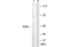 Western blot analysis of extracts from Raw264. (CSK 抗体  (AA 330-379))