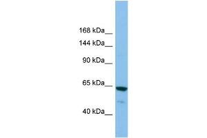 Host:  Rabbit  Target Name:  GRIK2  Sample Type:  ACHN Whole cell lysates  Antibody Dilution:  1. (GRIK2 抗体  (C-Term))
