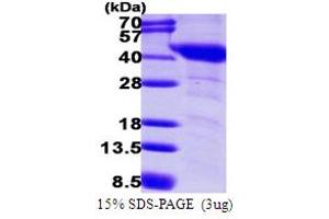 SDS-PAGE (SDS) image for Guanine Nucleotide Binding Protein (G Protein), alpha Inhibiting Activity Polypeptide 1 (GNAI1) (AA 1-354) protein (His tag) (ABIN667567) (GNAI1 Protein (AA 1-354) (His tag))