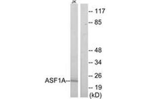 Western Blotting (WB) image for anti-ASF1 Anti-Silencing Function 1 Homolog A (S. Cerevisiae) (ASF1A) (AA 121-170) antibody (ABIN2889818) (ASF1A 抗体  (AA 121-170))