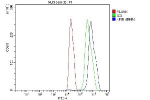 Flow Cytometry analysis of C6 cells using anti-NFIB/NF1B2 antibody (ABIN7602995).