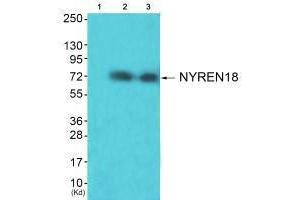 Western blot analysis of extracts from HuvEc cells (Lane 2) and JK cells (Lane 3), using NYREN18 antiobdy. (NUB1 抗体  (C-Term))