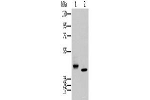 Western blot analysis of Human fetal brain tissue and Human kidney tissue using IDO2 Polyclonal Antibody at dilution of 1:450 (IDO2 抗体)